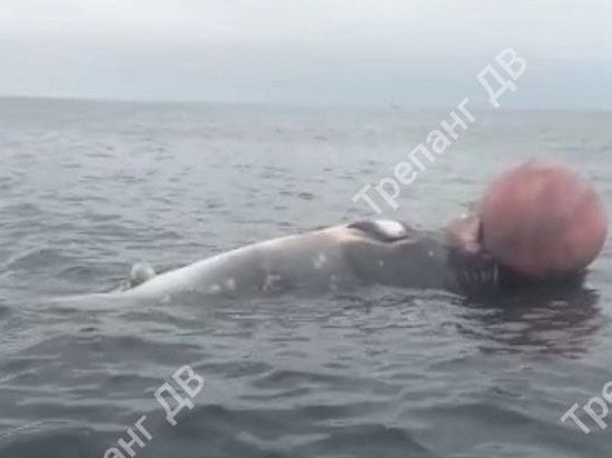 Тело мертвого кита заметили очевидцы в бухте Витязь
