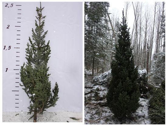 Цены на новогодние елки в Новосибирске начинаются от 2,5 тысяч