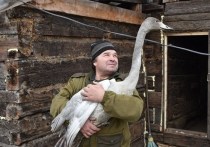 В селе Антропово Назаровского района был обнаружен необычный лебедь