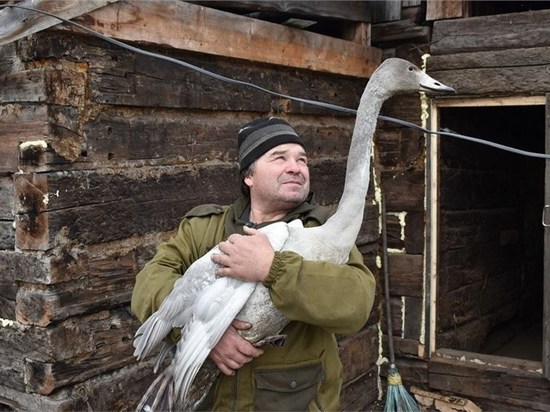В Красноярском крае спасли краснокнижного лебедя