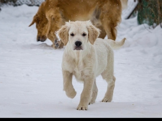 Чем опасны лютые морозы для домашних животных, рассказал ветеринар из Новосибирска
