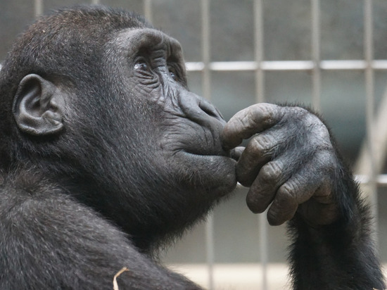 Ремонтировать или размножать: в Калининградском зоопарке обсудили планы