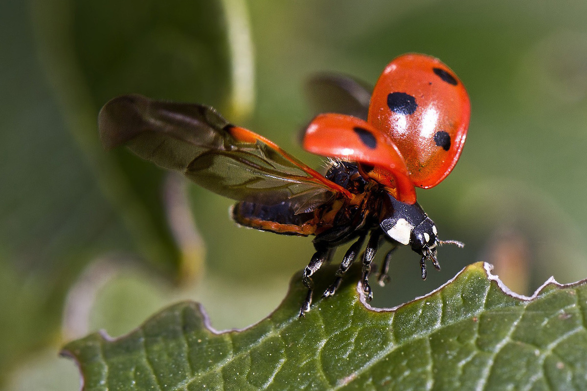 Russian scientists have patented a unique method of breeding ladybugs