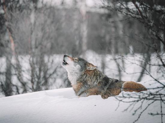 Жителей Зареченска просят не выпускать детей на улицу из-за разгуливающего волка