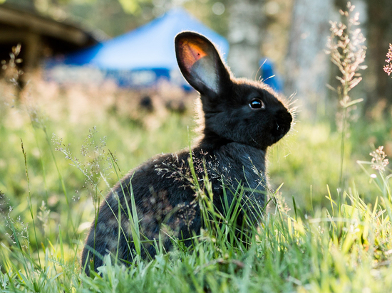 12 простых советов для идеальной фотографии домашних кроликов