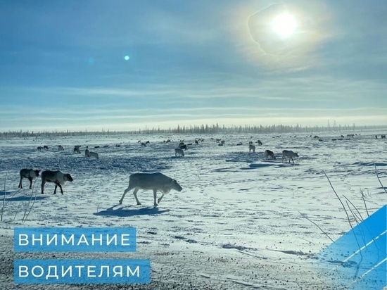 В ЯНАО олени могут спровоцировать ДТП на трассе Салехард — Надым