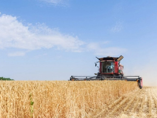 Волгоградские хлеборобы собрали рекордные 7 млн тонн зерна