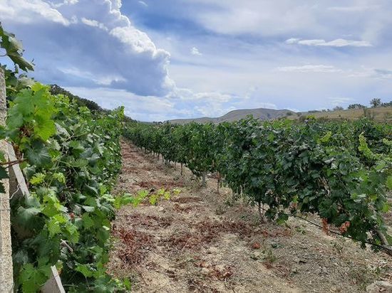 В Крыму заложили почти 6 тысяч гектаров молодых виноградников