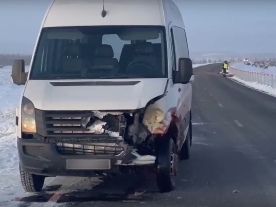 Микроавтобус насмерть сбил двух оленей на трассе Аксарка — Салехард