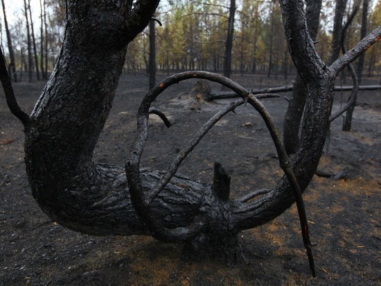 Площадь лесных пожаров в Челябинской области сократилась в 12 раз