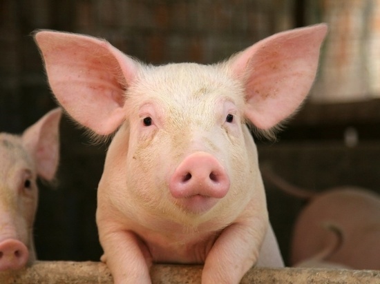 Орловского фермера заставили изолировать свиней от других животных