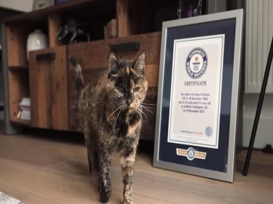 Британскую кошку Флосси признали самой старой в мире
