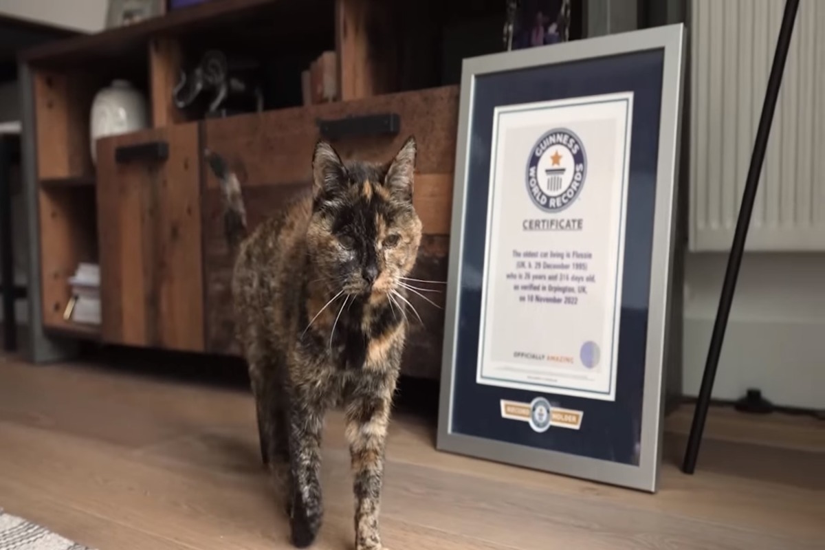 The British cat Flossie was recognized as the oldest in the world