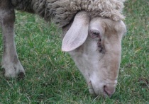 150 овец привлекли к обслуживанию территории к северу от археологического парка Помпеи, где во времена Древнего Рима располагались виноградники