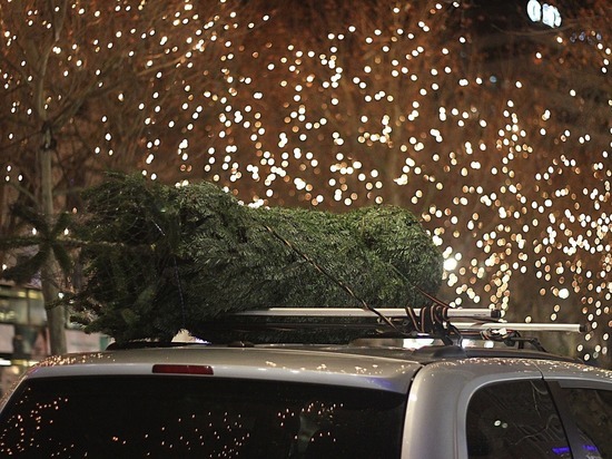 За что можно схлопотать штраф при перевозке новогодней елки на своем авто
