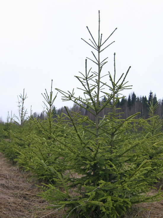 Разрешение на лесные участки жители Подмосковья могут получить дистанционно