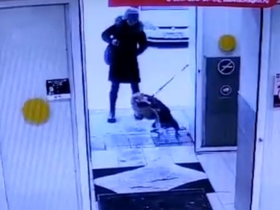 В Рыбинске агрессивная собака на глазах у людей порвала кота