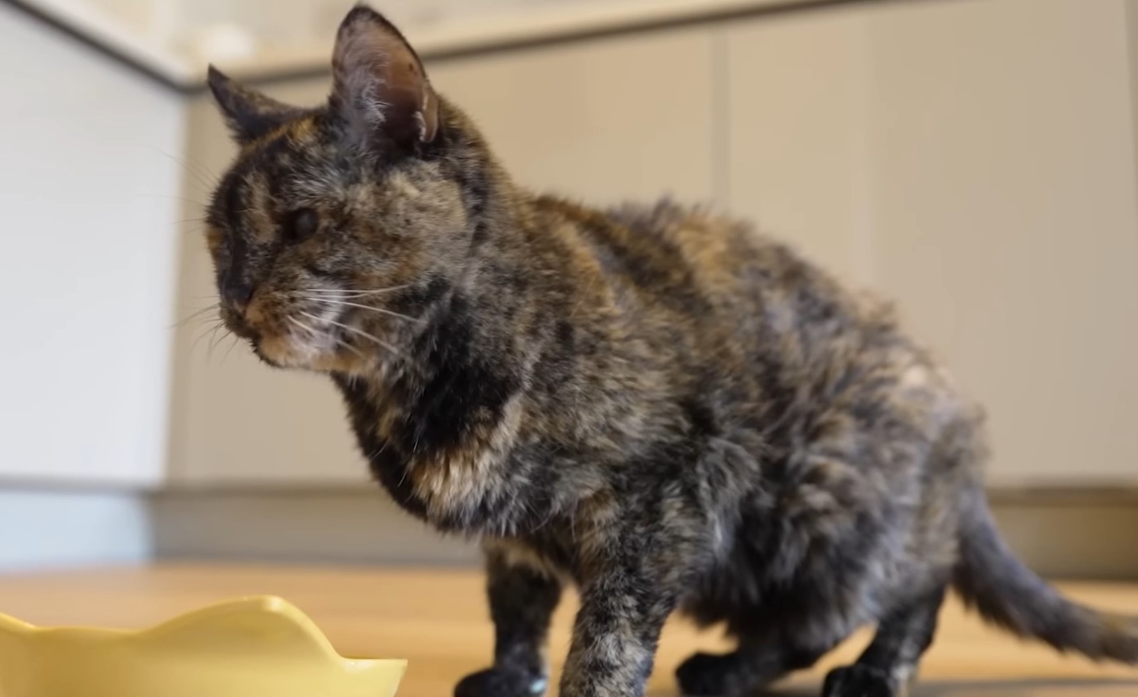 Самая старая кошка в мире попала в книгу Гиннесса: фото 26-летней Флосси