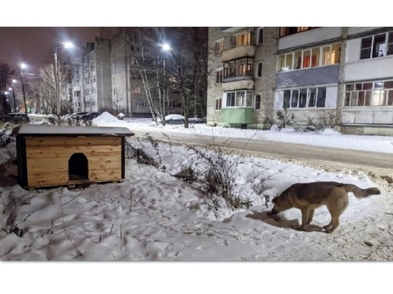 Мир не без добрых людей: в Ростове появилась первая гостиница для собак
