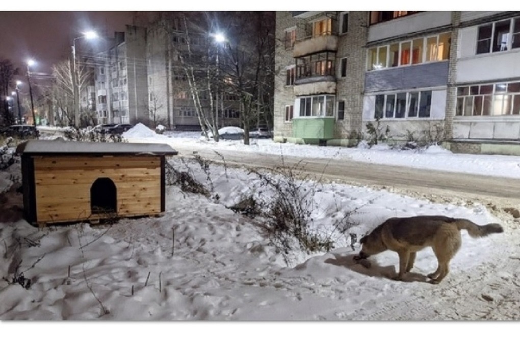 Мир не без добрых людей: в Ростове появилась первая гостиница для собак