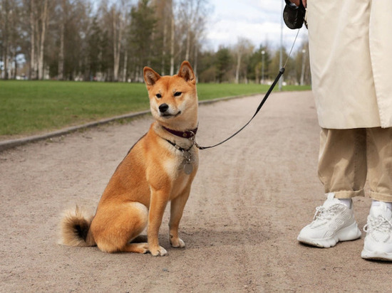В Липецке могут начать штрафовать за неправильный выгул собак