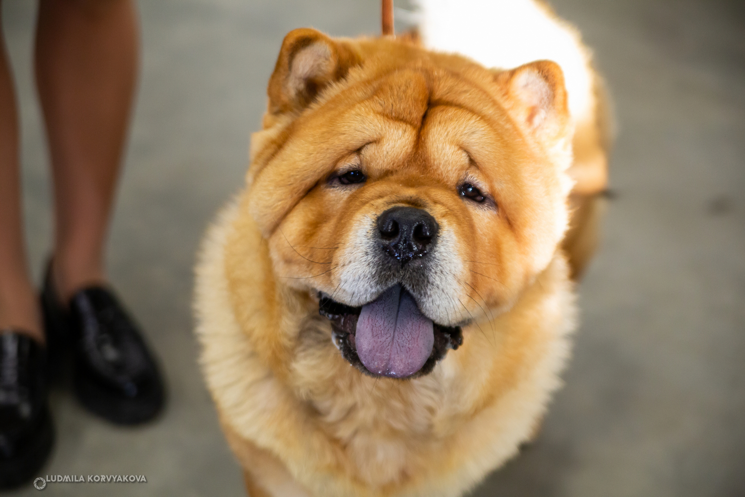 Улыбчивые собаки покрасовались на выставках в Петрозаводске