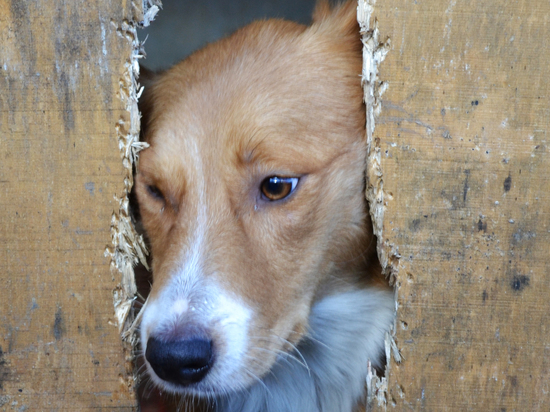В Астрахани над 60-ю собаками учинили расправу