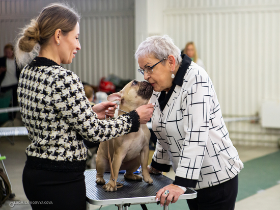 Хозяева представили обаятельных породистых собак на выставках в Петрозаводске