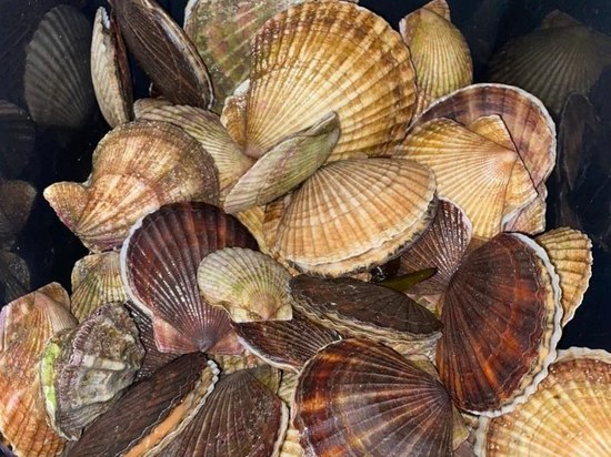 Шторм выбросил на южный берег Сахалина морские деликатесы