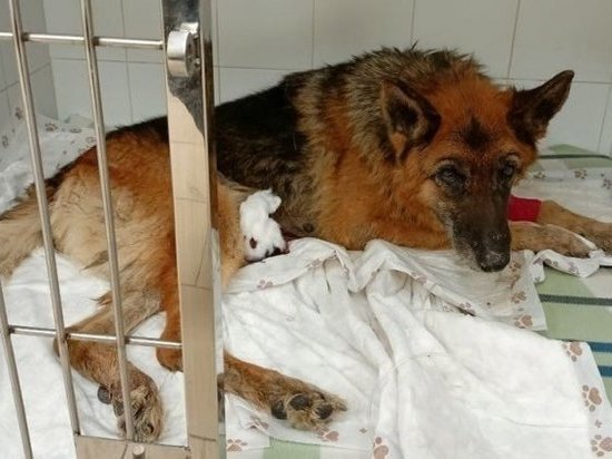 Умерла избитая охранником новосибирского бизнес-центра собака