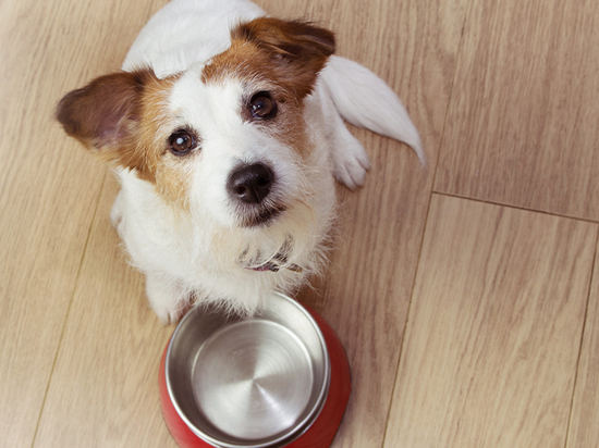 Кинологи назвали причины постоянного голода у собак - МК Кострома
