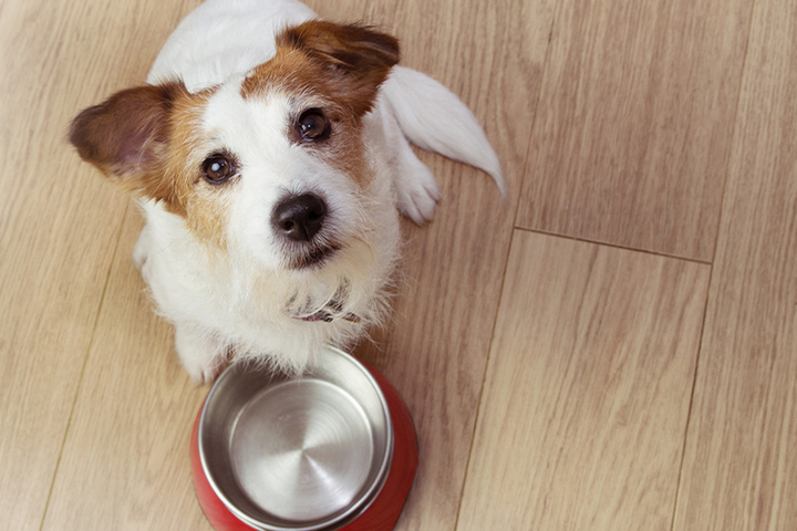 Кинологи назвали причины постоянного голода у собак