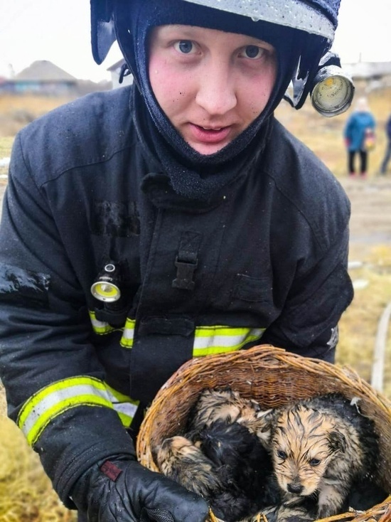 В Челябинской области пожарные вынесли из огня коробку с крошечными щенками
