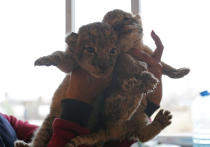 Как сообщает официальный новостной портал ДАН, в Мариупольском зоопарке показали трехнедельных львят