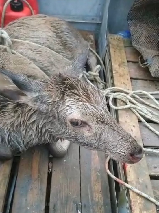 В Новороссийске спасли оленя из моря
