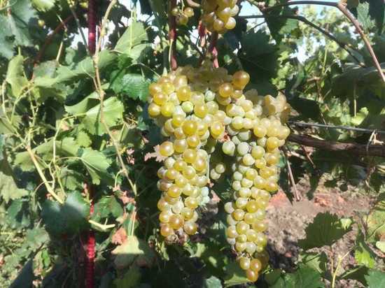 Господдержку виноградарства на Ставрополье удвоят в 2023 году