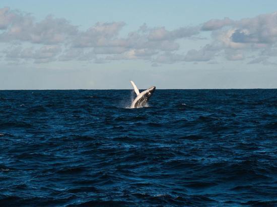 У побережья Териберки заметили редких горбатых китов