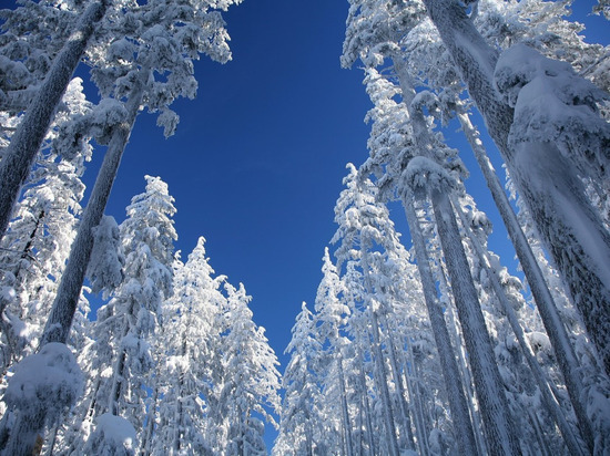 Зима пришла в Калининград как минимум до 10 декабря