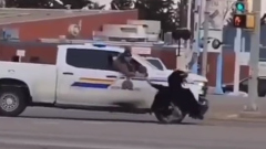 В Канаде полицейские гонялись по городу за страусами: видео