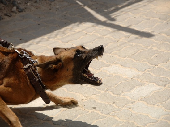 С администрации Хангаласского района взыскали 50 тысяч рублей за нападение собаки