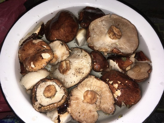 В Саратовской области три человека отравились грибами
