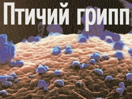 Новую вспышку птичьего гриппа нашли в Комсомольске-на-Амуре