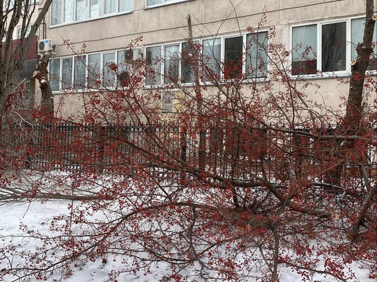 ОмГТУ вырубил деревья у своего корпуса в центре Омска