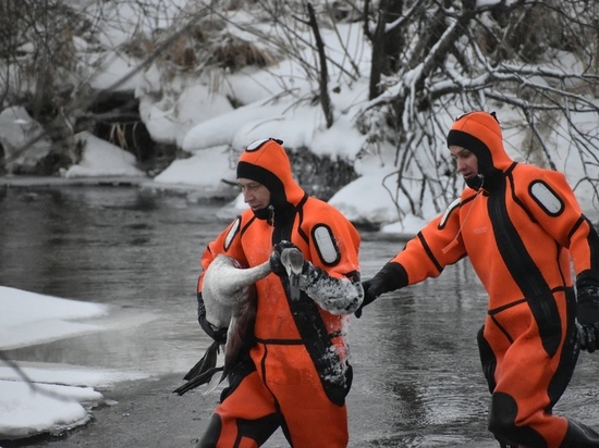 В Оршанском районе спасли одинокого нелетающего лебедя