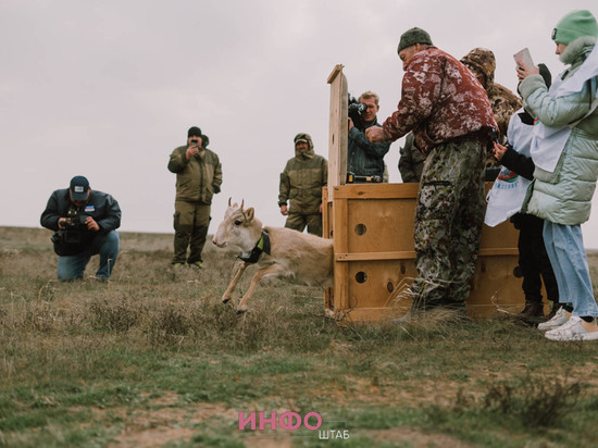 «Убежал, аж копыта сверкали»: как в Астраханской области на волю выпустили краснокнижного сайгака