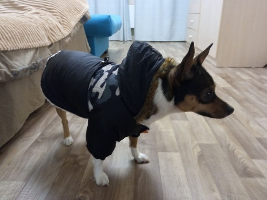  Владельцы собак в Новосибирске тратят более 10 тысяч рублей на теплую одежду для своих питомцев