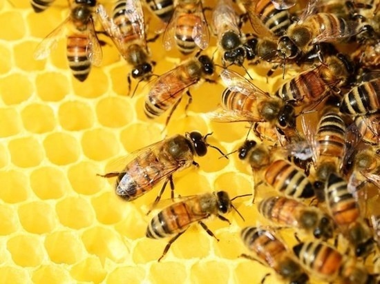 Орловское предприятие едва не угробило сотни пчёл