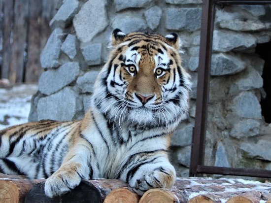 Тигр Шторм после месячного карантина поселился в хабаровском зоосаде