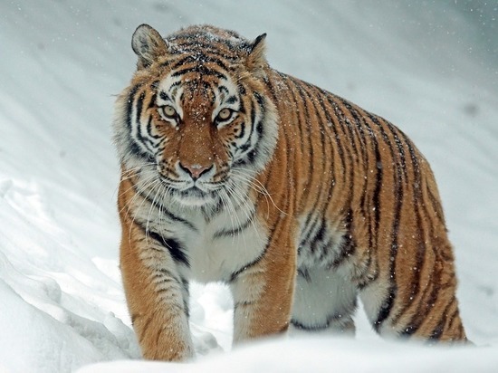 Амурский тигр убил огромного бурового медведя в заповеднике под Хабаровском