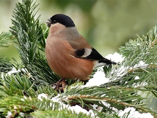 Ни в коем случае: алтайский биолог рассказала, чем нельзя кормить птиц зимой